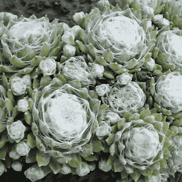 Молодило паутинистое Alabaster