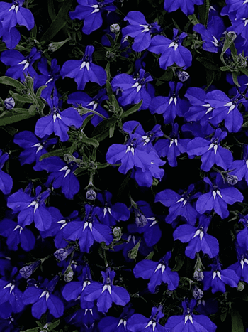 Лобелия ампельная Regatta F1 Marine Blue