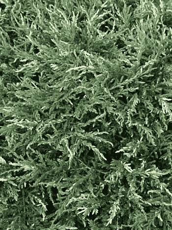 Можжевельник обыкновенный Spotty Spreader