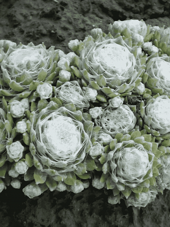 Молодило паутинистое Alabaster