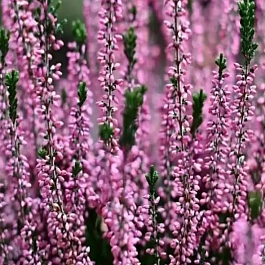 Вереск обыкновенный Pudlowy Roz