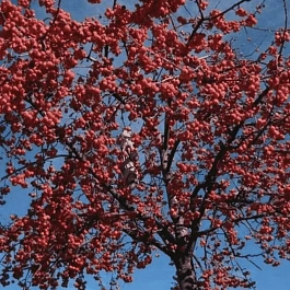 Яблоня декоративная Red Sentinel