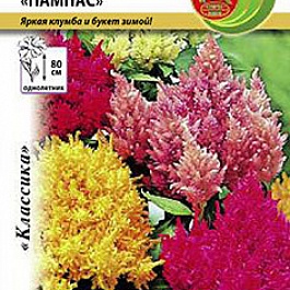 Целозия Пампас