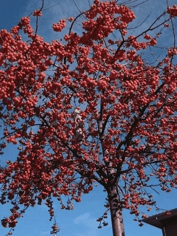 Яблоня декоративная Red Sentinel