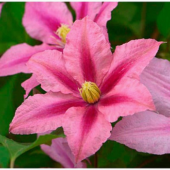 Клематис крупноцветковый Розамунд