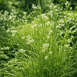 Ожика снежно-белая Lucius