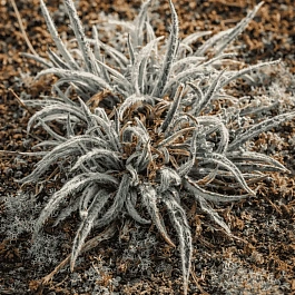 Ожика улофиловая