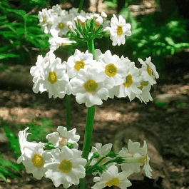 Примула японская Alba