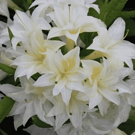 Азалия крупноцветковая Schneekopfchen