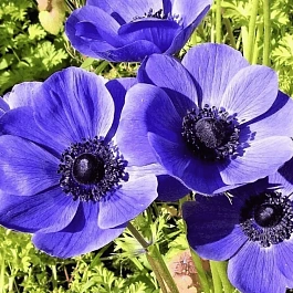 Анемона Mr. Fokker