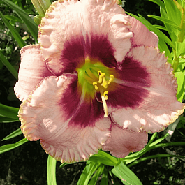 Лилейник Daring Deception