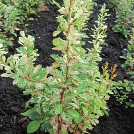 Барбарис Тунберга Сильвер Пилар