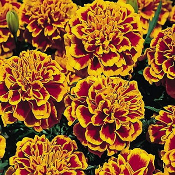 Бархатцы отклоненные Супер Хироу Оранж Флейм