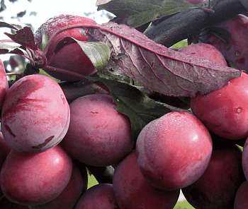 Алыча гибридная Лама