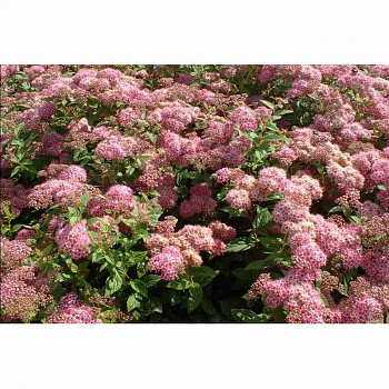 Спирея японская Манон