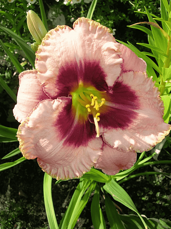 Лилейник Daring Deception