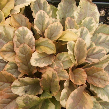 Живучка ползучая Golden glow