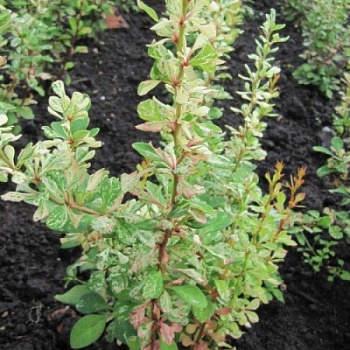 Барбарис Тунберга Сильвер Пилар