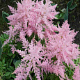 Астильба китайская Satin Pearls