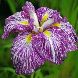 Ирис японский Кийозуру
