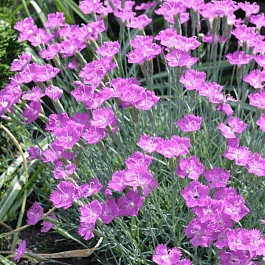 Гвоздика гратианополитанская Blauigel