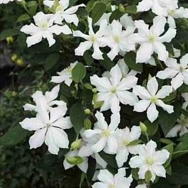 Клематис цельнолистный  White Arabella