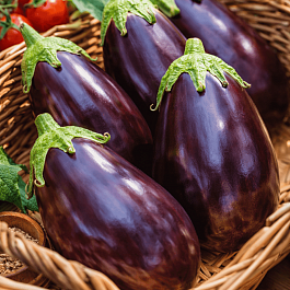 Баклажан Альбатрос 