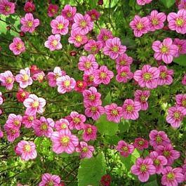 Камнеломка Арендса Carpet Pink