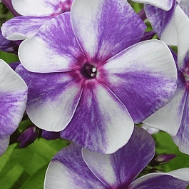 Флокс метельчатый Гжель