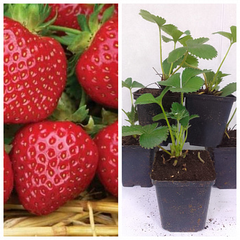 Земляника садовая Мальвина НАБОР 5ШТ