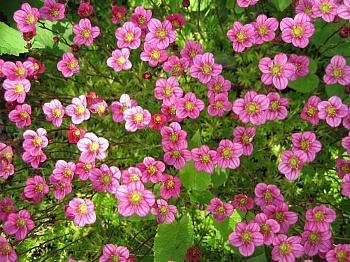 Камнеломка Арендса Carpet Pink