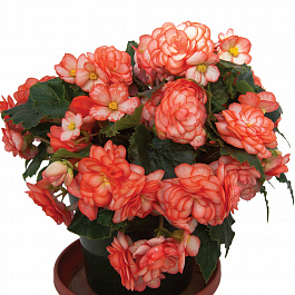 Бегония клубневая Он Топ Фанданго