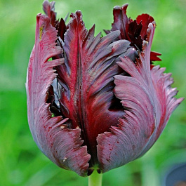 Тюльпан попугайный Блэк Пэррот НАБОР 2ШТ (10+10)