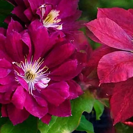 Клематис гибридный Red Star