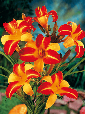 Лилейник двухцветный