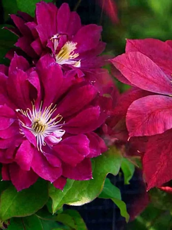 Клематис гибридный Red Star