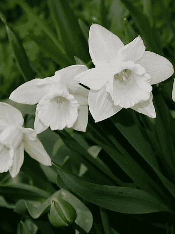 Нарцисс Mount Hood