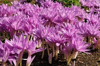 Колхикум  Waterlily