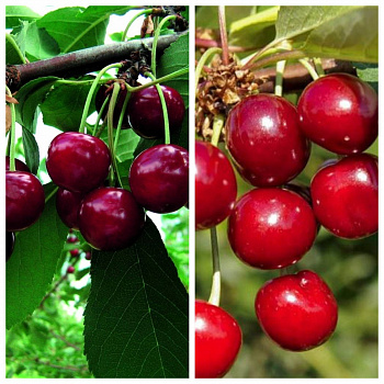 Дерево-сад (3-4х летка) вишня 2 сорта Прима-Молодежная