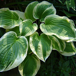 Хоста гибридная Шейд Фэнфэйр