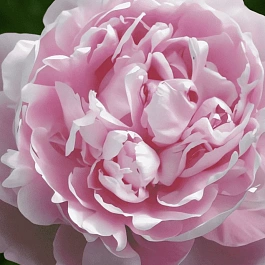 Пион Молочноцветковый Madame Boulanger