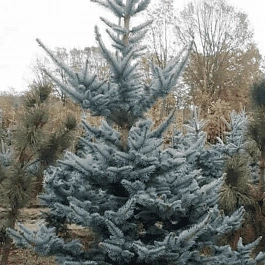 Ель колючая Foxtail