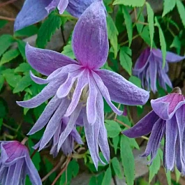 Клематис Blue Surprise 