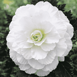 Бегония клубневая Mocca White