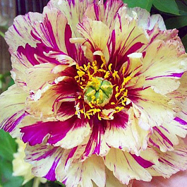 Пион ИТО Лоллипоп Пион ИТО Лоллипоп