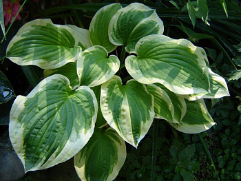 Хоста гибридная Шейд Фэнфэйр