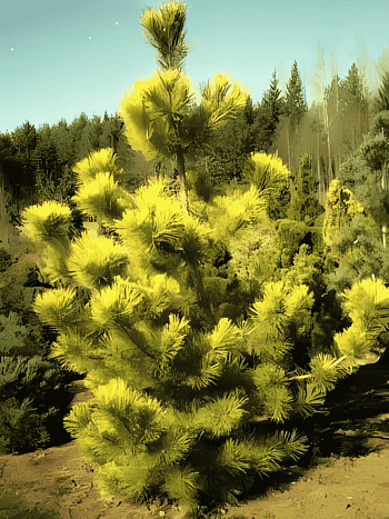 Сосна тунберга Ogon