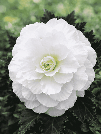 Бегония клубневая Mocca White