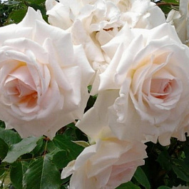 Роза плетистая Шванензее