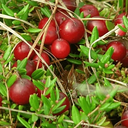 Клюква обыкновенная